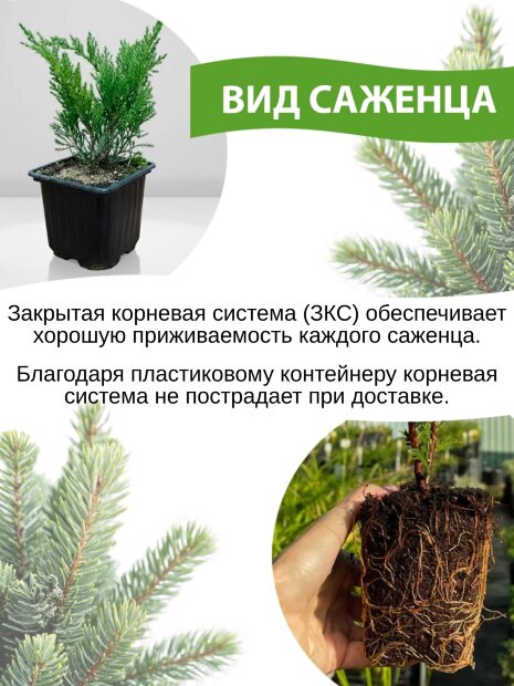 Можжевельник Хетц (виргинский)