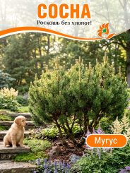 Сосна Мугус (горная) Сосна Мугус (горная)