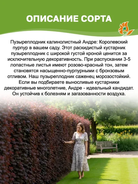 Пузыреплодник Андре (калинолистный) саженцы 