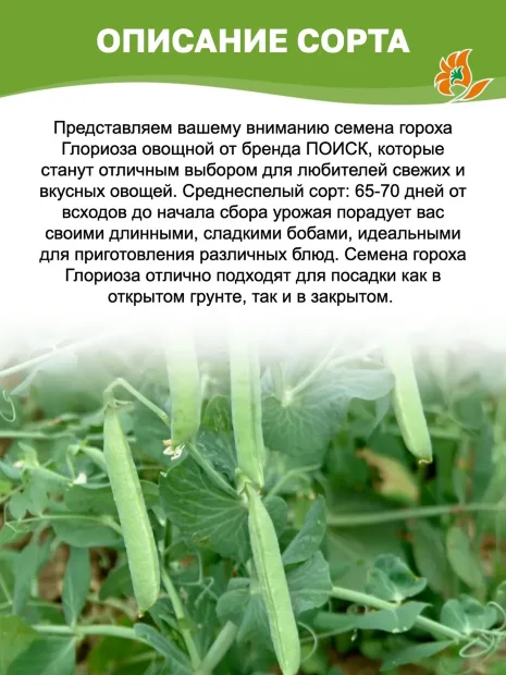 Горох Глориоза семена 