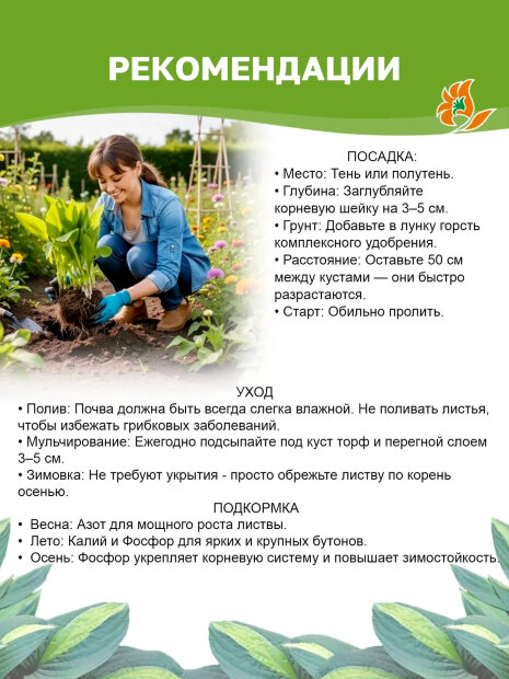 Хоста Голд Стандарт