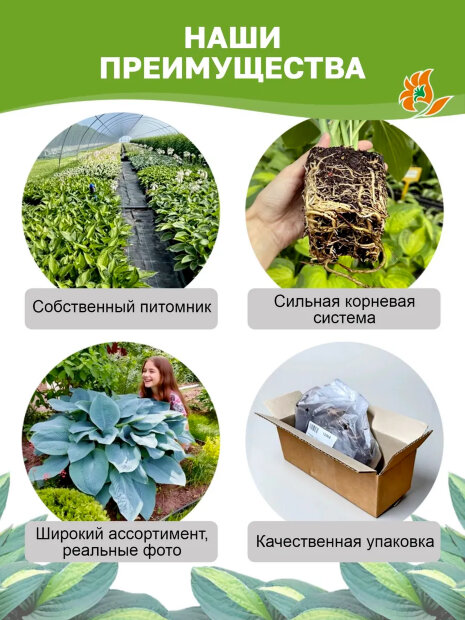 Хоста Голд Стандарт