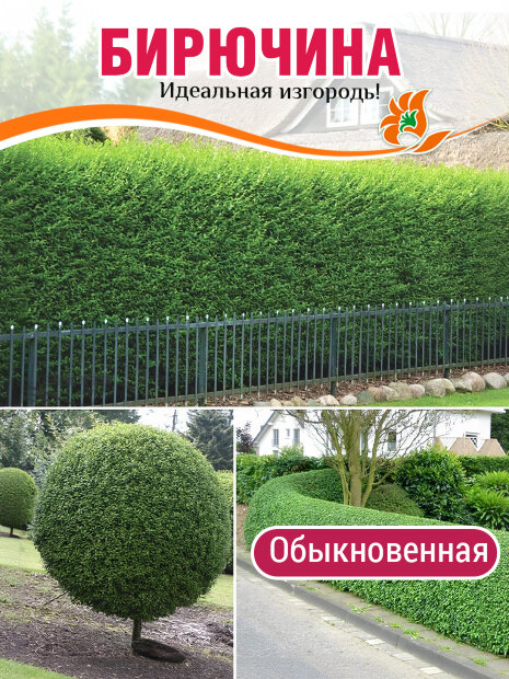 Бирючина обыкновенная саженцы 