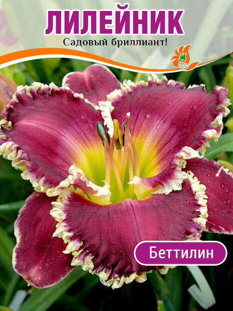 Лилейник Беттилин