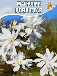 Магнолия Роял Стар (звёздчатая) Магнолия Роял Стар (звёздчатая)