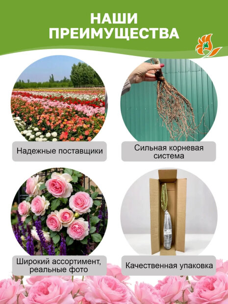 Роза Мисти Баблз 