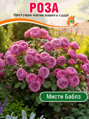 Роза Мисти Баблз Роза Мисти Баблз