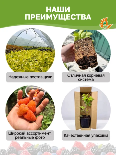 Актинидия Витакола (коломикта) саженцы 