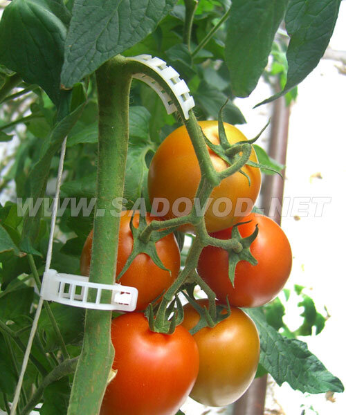 Клипсы фиксаторы для подвязки томатов