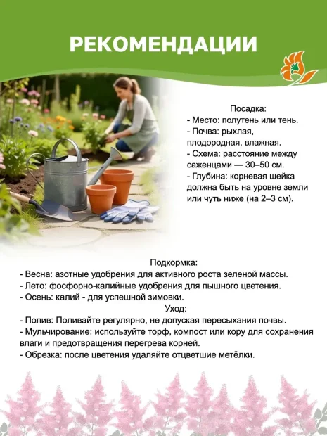 Астильба Юник Цериз (гибридная)