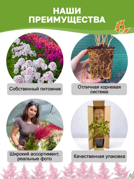 Астильба Юник Цериз (гибридная)