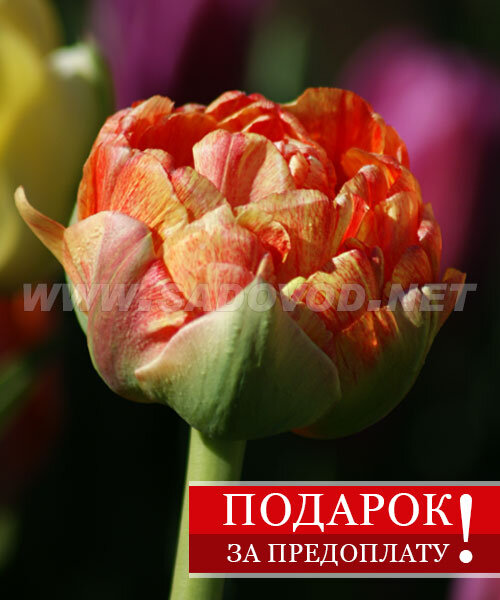 Подарок Тюльпан махровый Дабл Бьюти Апельдорн