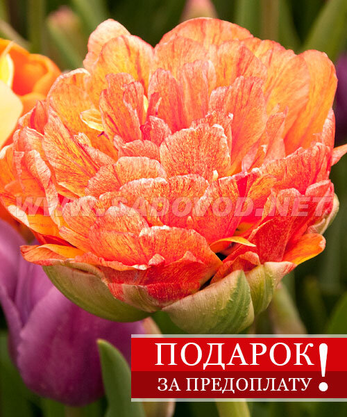 Подарок Тюльпан махровый Дабл Бьюти Апельдорн