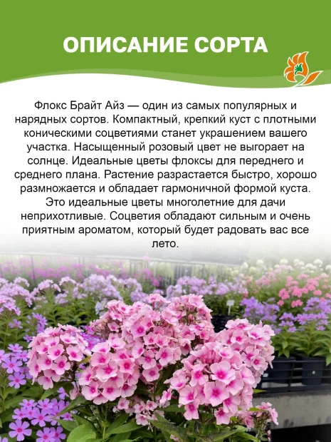 Флокс Брайт Айс