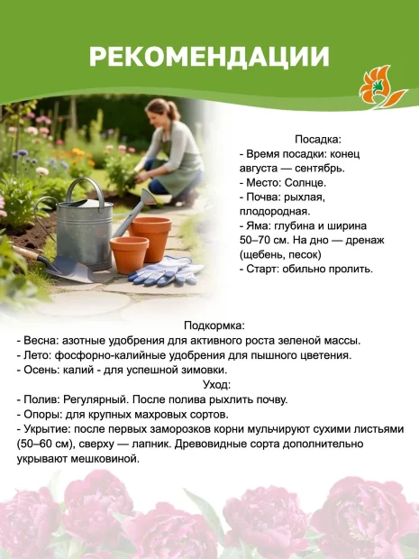 Пион Мун оф Ниппон (травянистый)