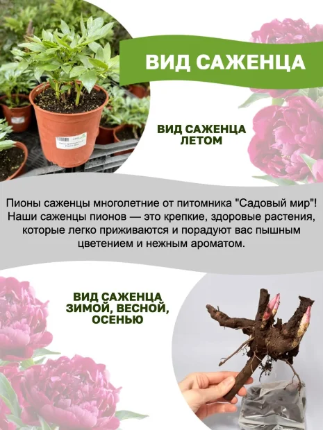 Пион Мун оф Ниппон (травянистый)