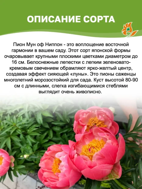 Пион Мун оф Ниппон (травянистый)