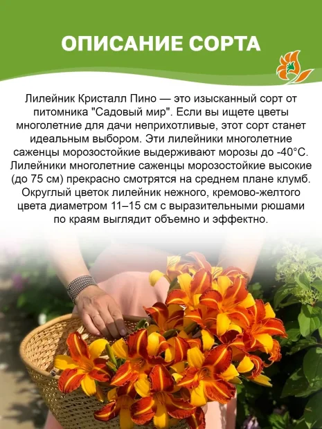Лилейник Кристал Пино