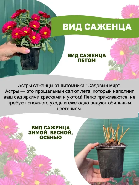 Астра Октоберфест (новобельгийская)