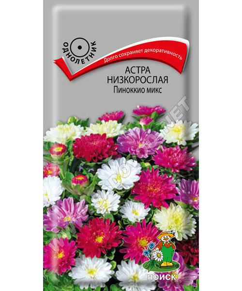 Астра низкорослая. Пиноккио микс