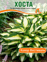 Хоста Колор Фестиваль Хоста Колор Фестиваль
