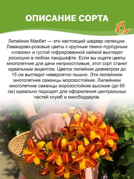 Лилейник Макбет