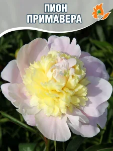Пион Примавере (травянистый)
