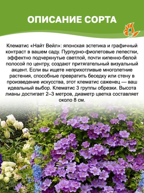 Клематис Найт Вейл (крупноцветковый) саженцы 