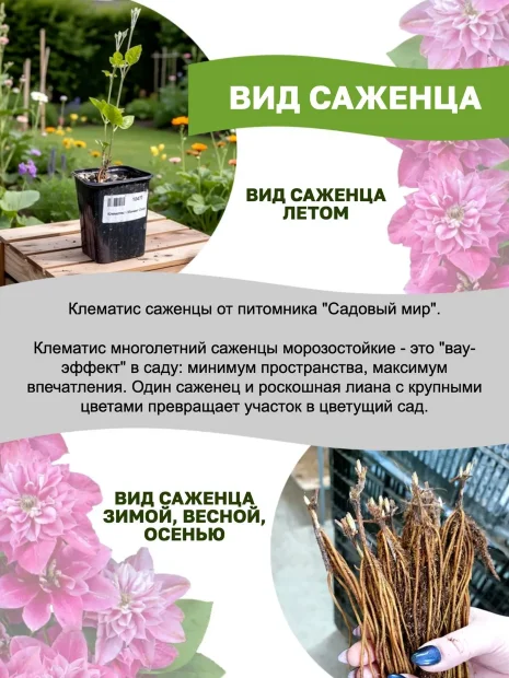 Клематис Найт Вейл (крупноцветковый) саженцы 