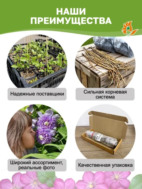 Клематис Найт Вейл (крупноцветковый) саженцы 