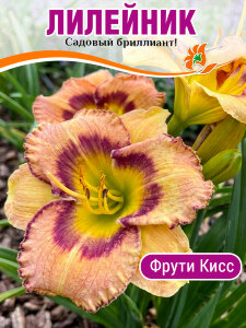 Лилейник Фрути Кисс