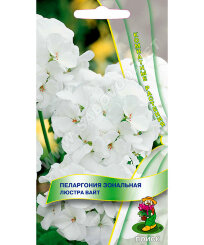 Пеларгония Люстра Вайт (зональная)
