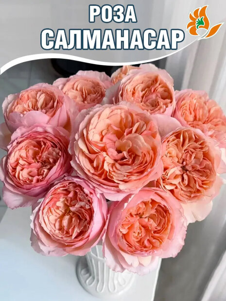 Роза Салманасар