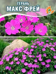 Герань Макс Фрей