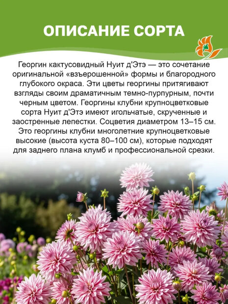 Георгин Нуит д'Эте (кактусовидный)