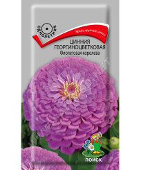 Цинния георгиноцветковая Фиолетовая Королева