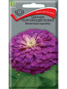 Цинния георгиноцветковая Фиолетовая Королева Цинния георгиноцветковая Фиолетовая Королева