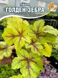 Гейхера Голден Зебра Гейхера Голден Зебра