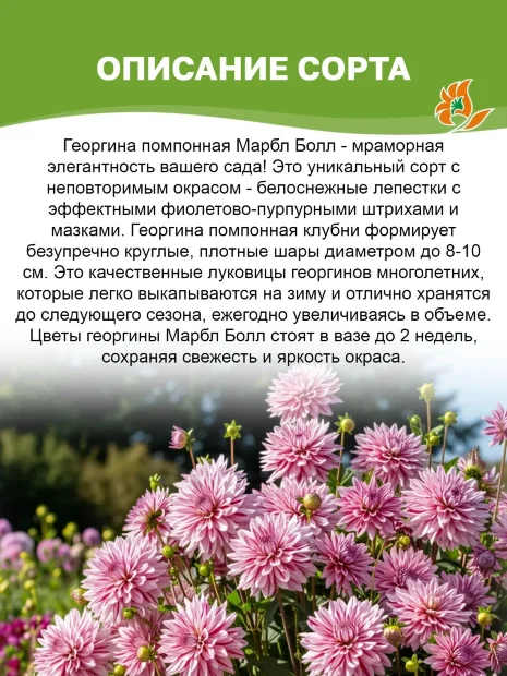 Георгин Марбл Болл (помпонный)