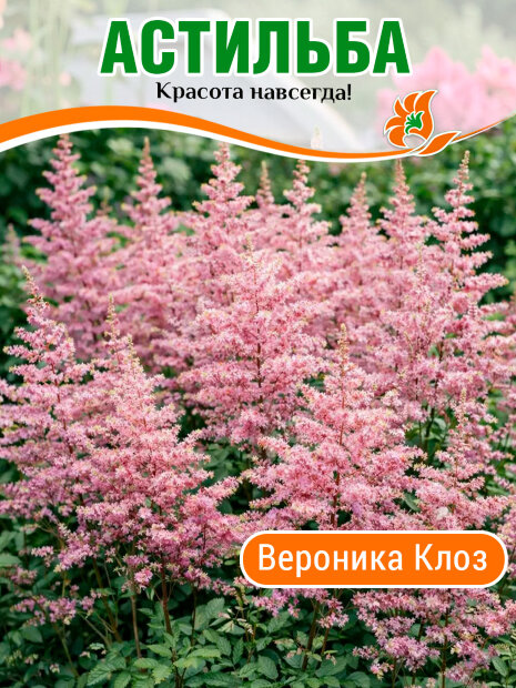 Астильба Вероника Клоз