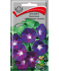 Ипомея Фиолетовая с пурпурными стрелками