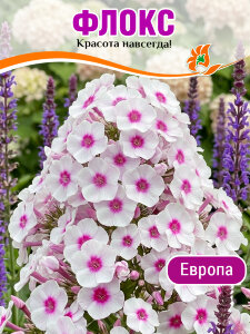 Флокс Европа