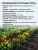 Перец сладкий Геракл  семена 
