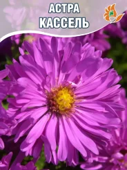 Астра Кассель (кустарниковая) Астра Кассель (кустарниковая)