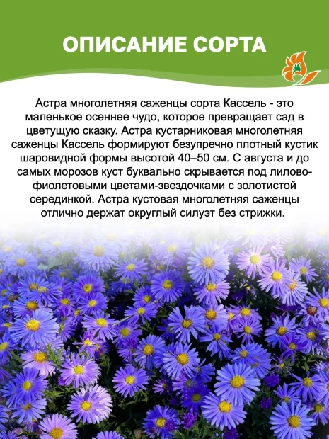 Астра Кассель (кустарниковая) 