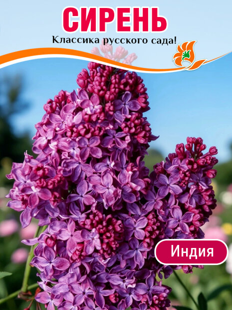 Сирень Индия (обыкновенная)  саженцы 