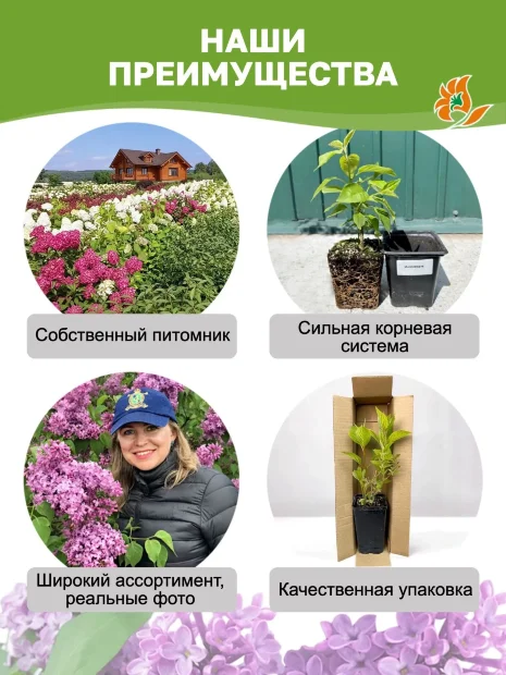 Сирень Индия (обыкновенная)  саженцы 