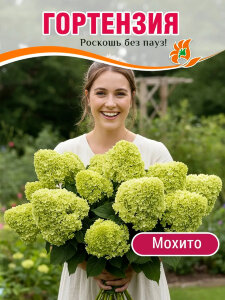 Гортензия Мохито (метельчатая) 