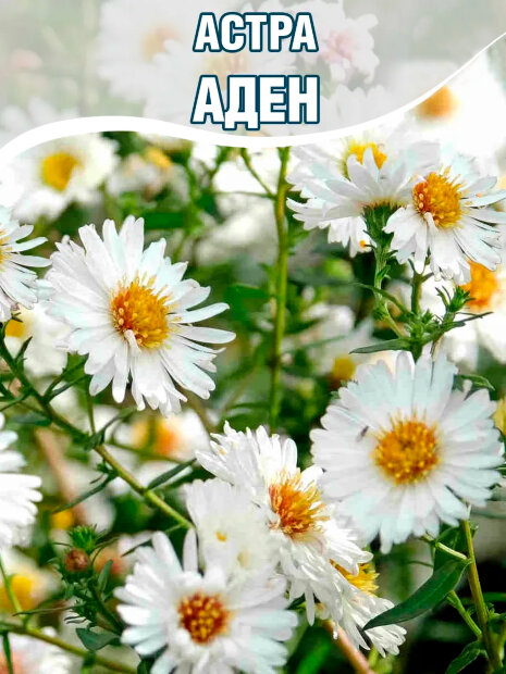 Астра Аден (новобельгийская) 