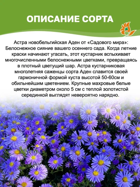 Астра Аден (новобельгийская) 